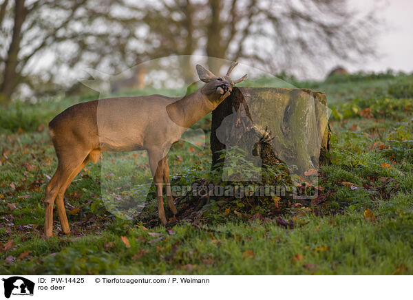 Reh / roe deer / PW-14425