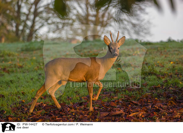 Reh / roe deer / PW-14427