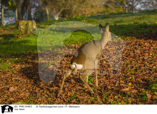 Reh / roe deer / PW-14461
