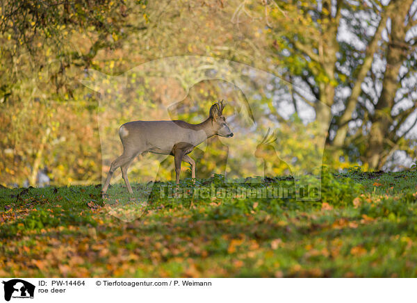 Reh / roe deer / PW-14464