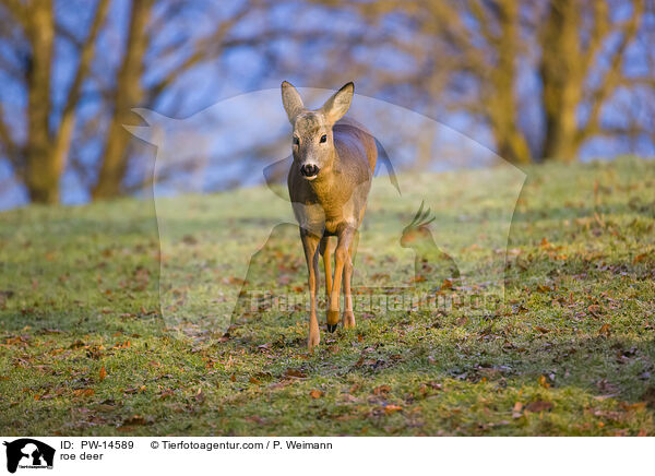 Reh / roe deer / PW-14589