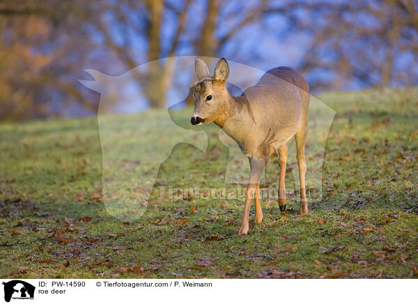 Reh / roe deer / PW-14590