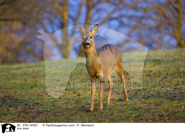 Reh / roe deer / PW-14591
