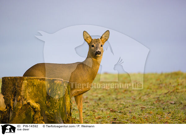 Reh / roe deer / PW-14592