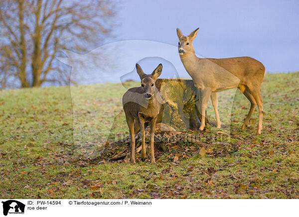 Rehe / roe deer / PW-14594