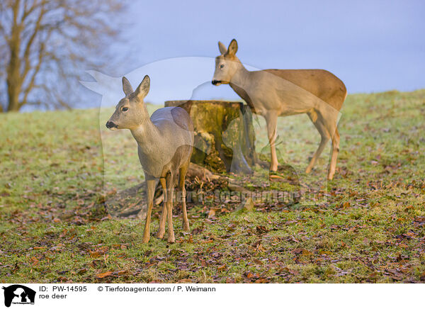 Rehe / roe deer / PW-14595