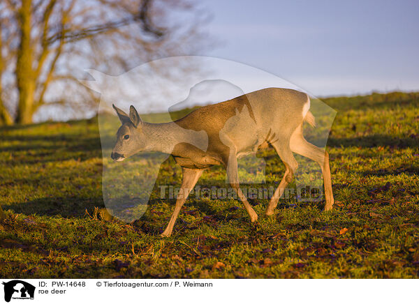 Reh / roe deer / PW-14648