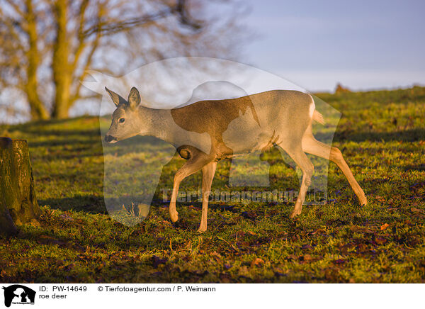 Reh / roe deer / PW-14649
