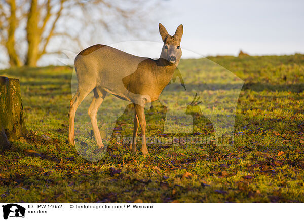 Reh / roe deer / PW-14652