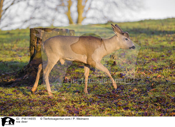 Reh / roe deer / PW-14655