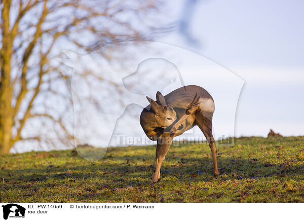 Reh / roe deer / PW-14659