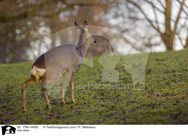 Reh / roe deer / PW-14660