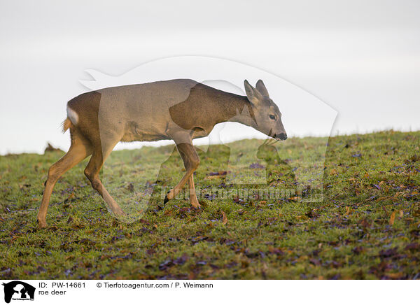 Reh / roe deer / PW-14661
