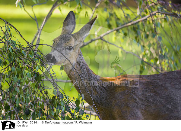 Reh / roe deer / PW-15034