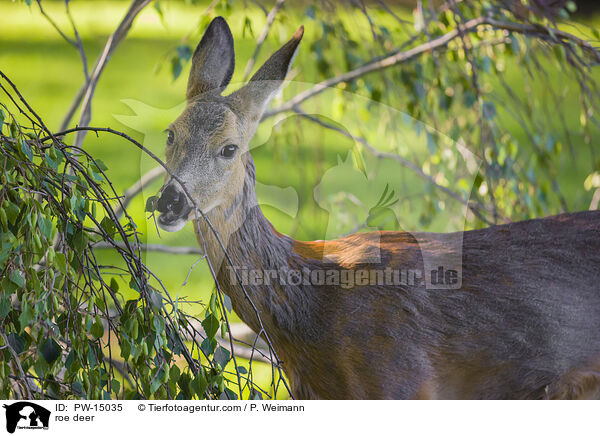 Reh / roe deer / PW-15035