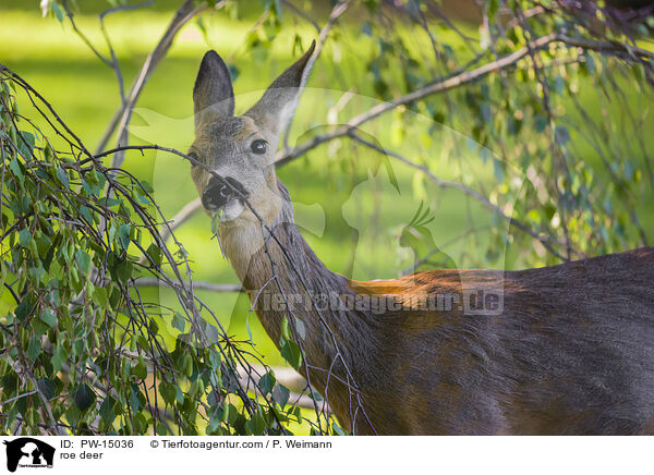 Reh / roe deer / PW-15036