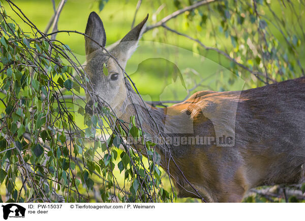 Reh / roe deer / PW-15037