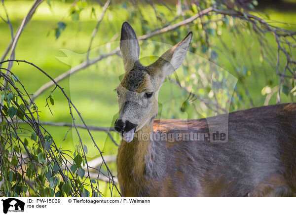 Reh / roe deer / PW-15039