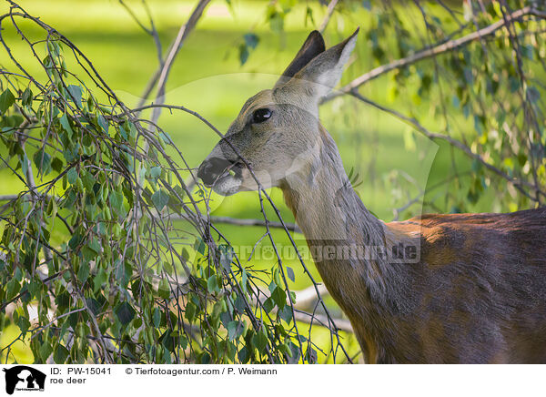 Reh / roe deer / PW-15041