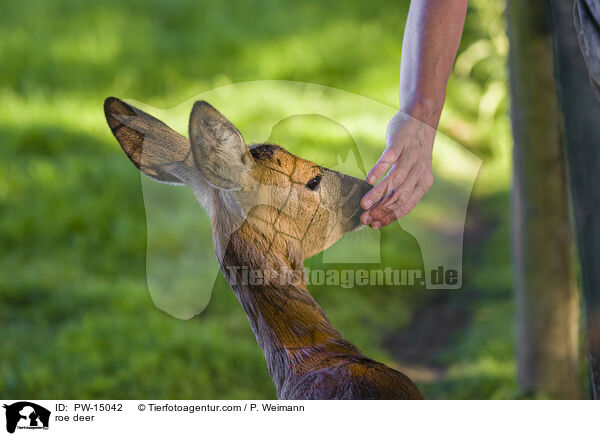 Reh / roe deer / PW-15042