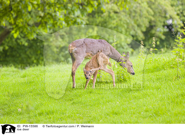 Reh / roe deer / PW-15586
