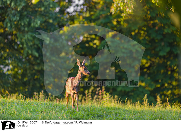 Reh / roe deer / PW-15607