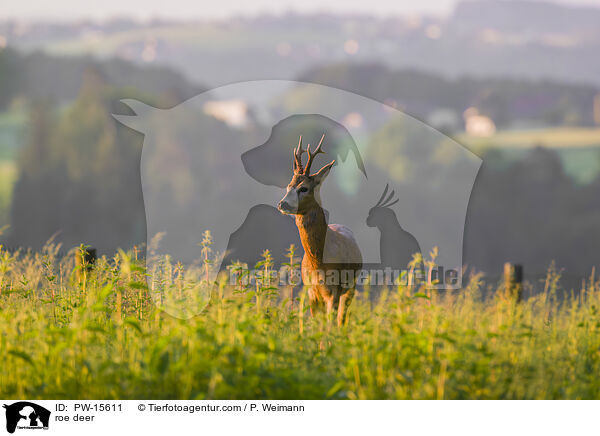 Reh / roe deer / PW-15611