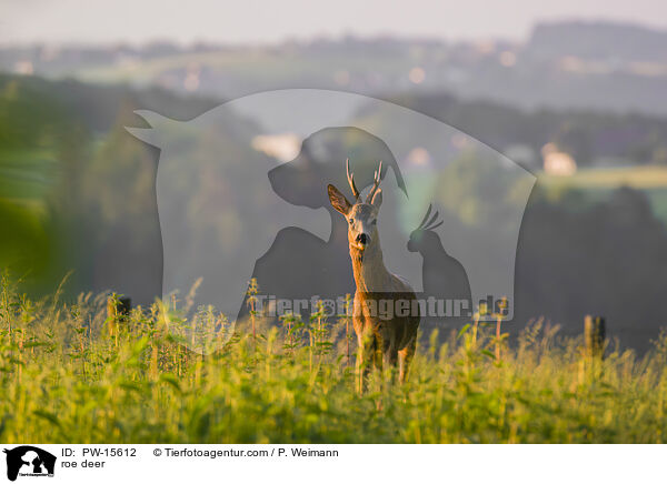 roe deer / PW-15612