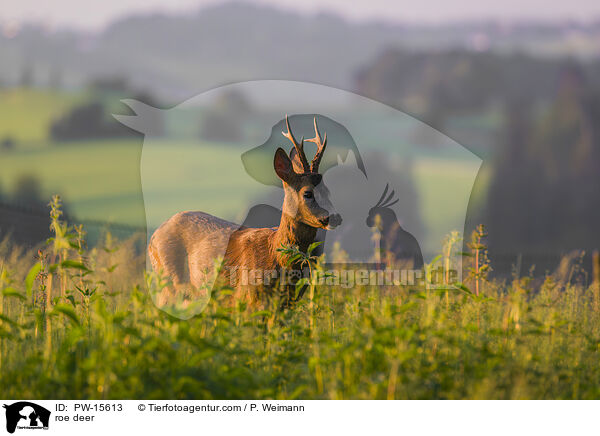 roe deer / PW-15613