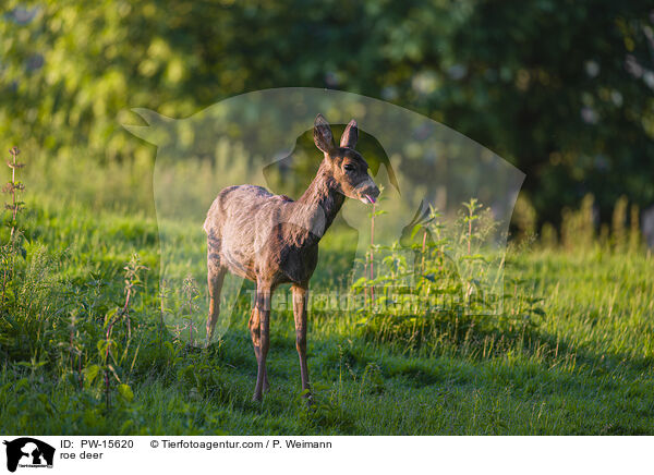 roe deer / PW-15620