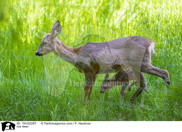 roe deer / FH-02287