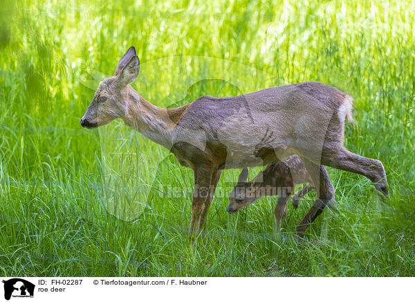 Rehe / roe deer / FH-02287