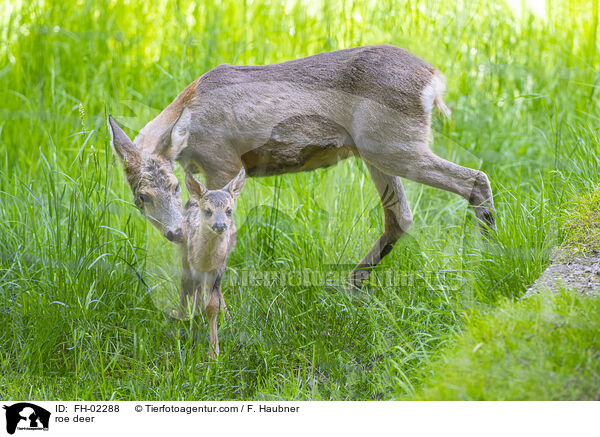 Rehe / roe deer / FH-02288