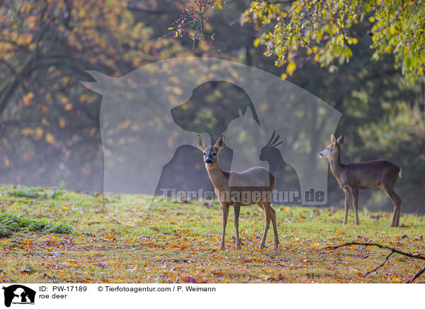 roe deer / PW-17189