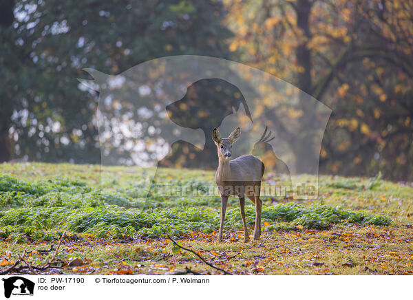 roe deer / PW-17190