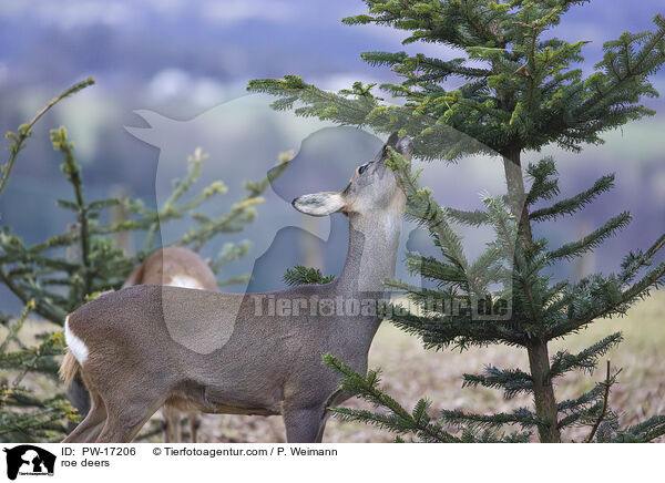 roe deers / PW-17206