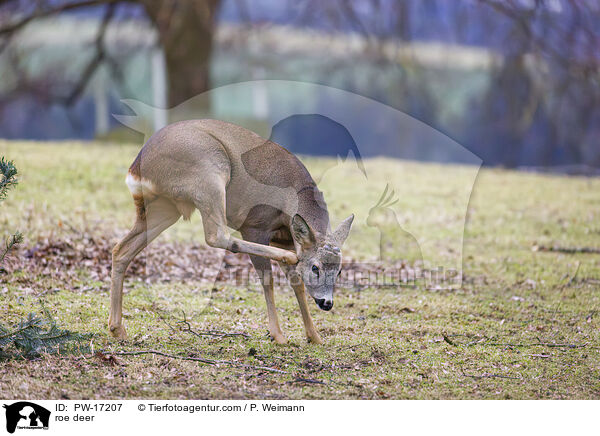roe deer / PW-17207