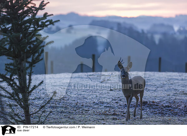 roe deer / PW-17214