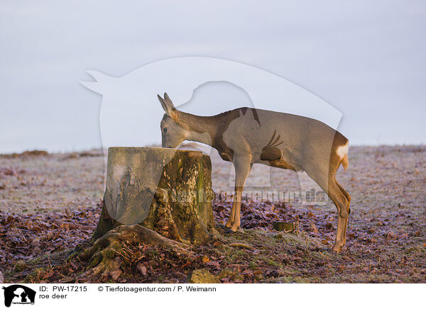 roe deer / PW-17215