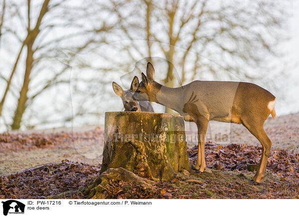 roe deers / PW-17216
