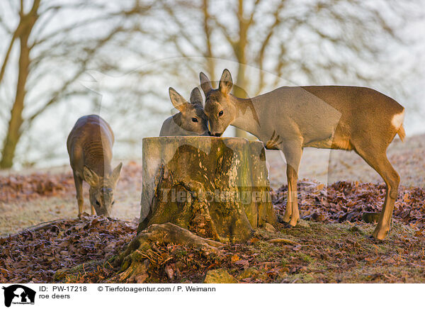 roe deers / PW-17218