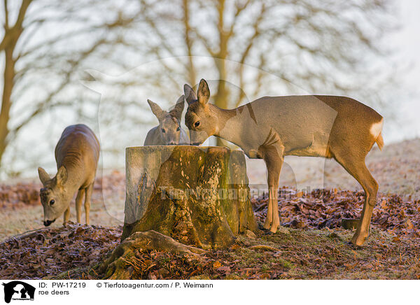 roe deers / PW-17219