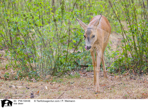 Reh / roe deer / PW-18448