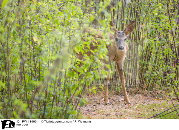 Reh / roe deer / PW-18460