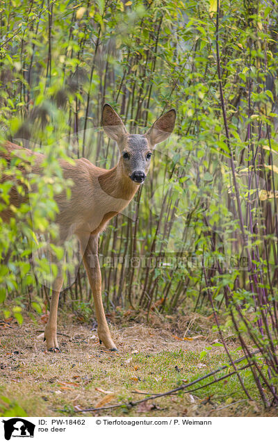 Reh / roe deer / PW-18462