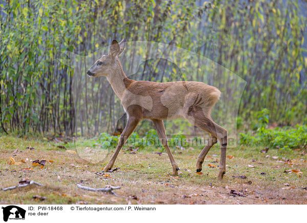Reh / roe deer / PW-18468