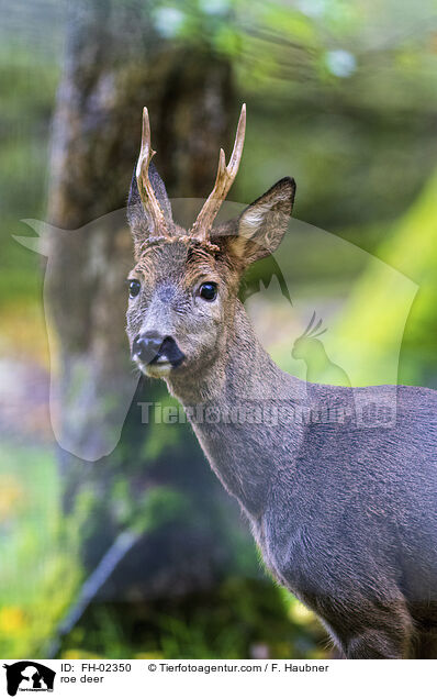 Reh / roe deer / FH-02350