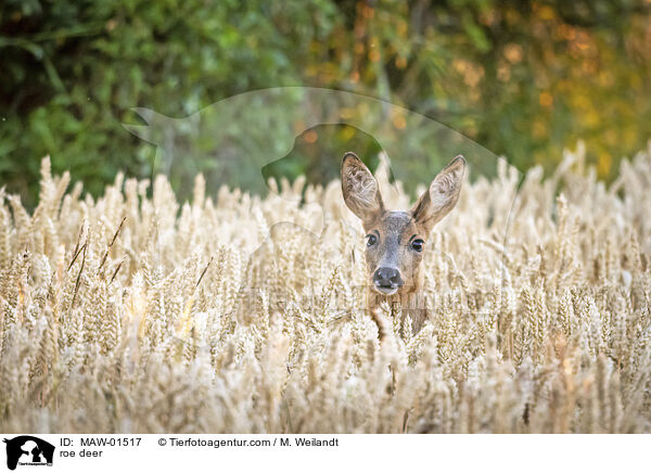 Reh / roe deer / MAW-01517