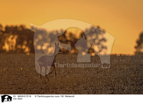 Reh / roe deer / MAW-01518