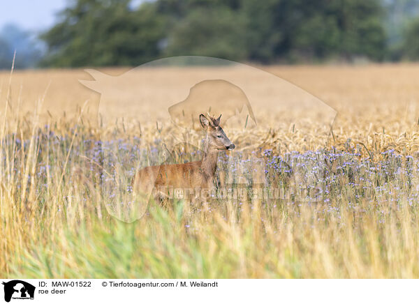 Reh / roe deer / MAW-01522